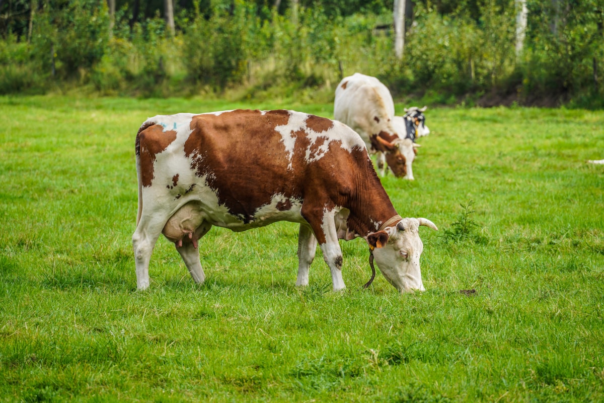 Feed ingredients and grain mix preparation